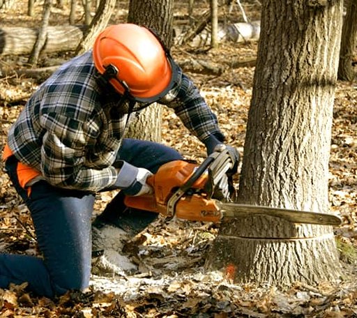 Tree Removal in Utica, MI